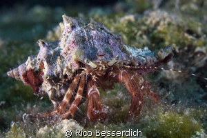 Hermid Crab with a nice "Sombrero" hat ;-) by Rico Besserdich 